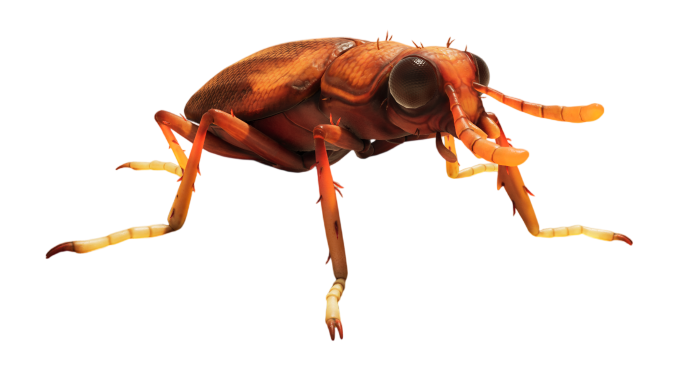 Rust Beetle